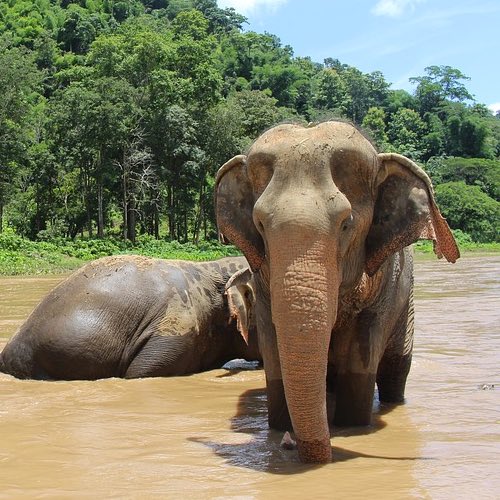 Elephant Sanctuary – Chiang Mai, Thailand